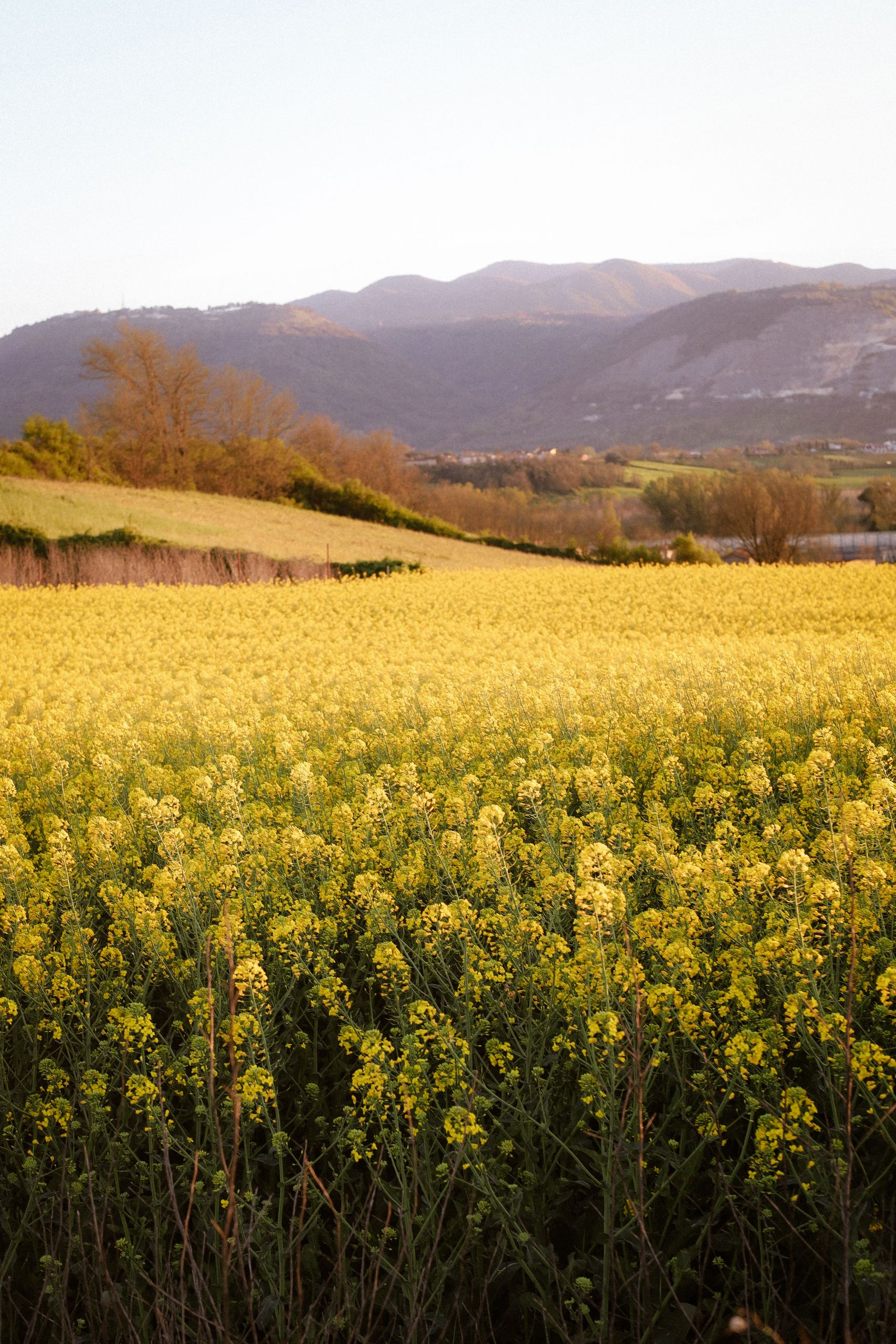 Explore a vibrant rapeseed field beneath serene Italian mountains during springtime.