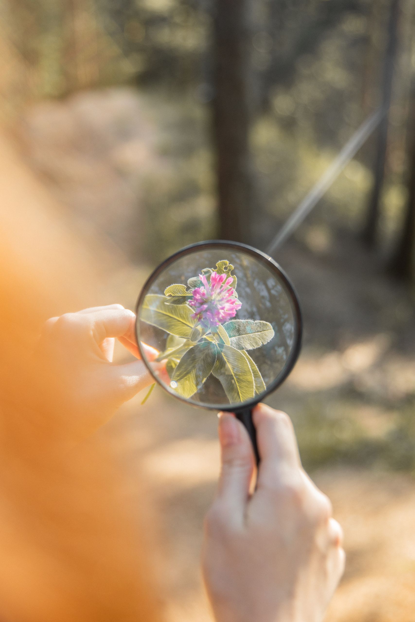 Hands holding a magnifying glass to examine a blooming flower outdoors.